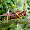 Red katydid (female)