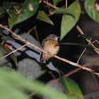 Orange-crested Manakin