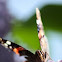 Red admiral 