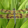 Banded Flutterer Dragonfly