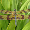 Banded Flutterer Dragonfly