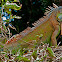 Green Iguana (male)