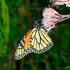 Monarch Butterfly-male
