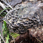 Turkey tail fungus