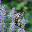 swallowtail butterfly