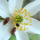 Pollen Beetle