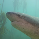 Broadnose sevengill Shark
