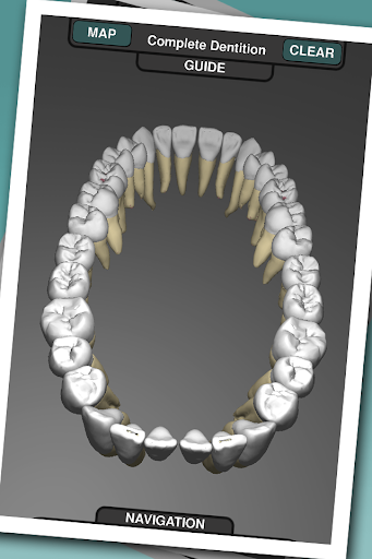 Real Tooth Morphology