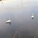 Mute Swan