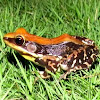 Fungoid frog