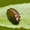 Chrysomelidae beetle pupa