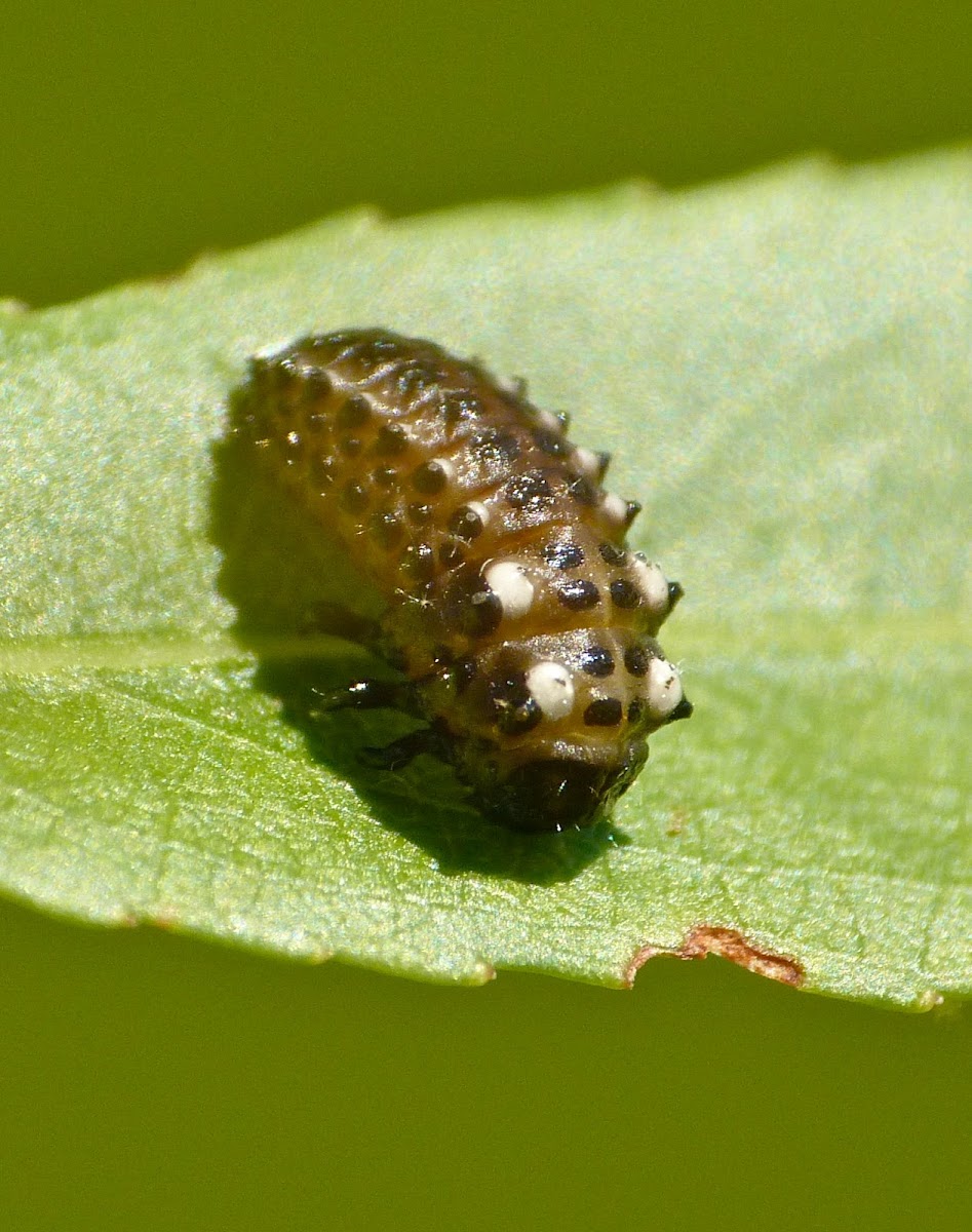 Chrysomelidae beetle pupa