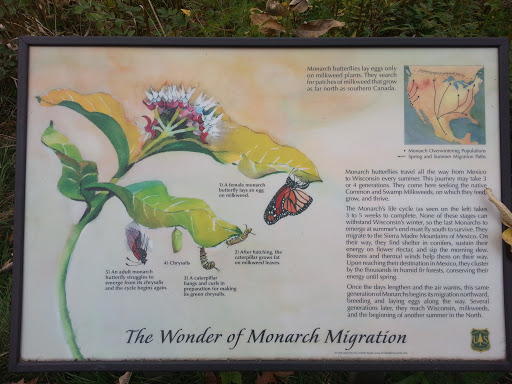 Wonder of Monarch Migration 