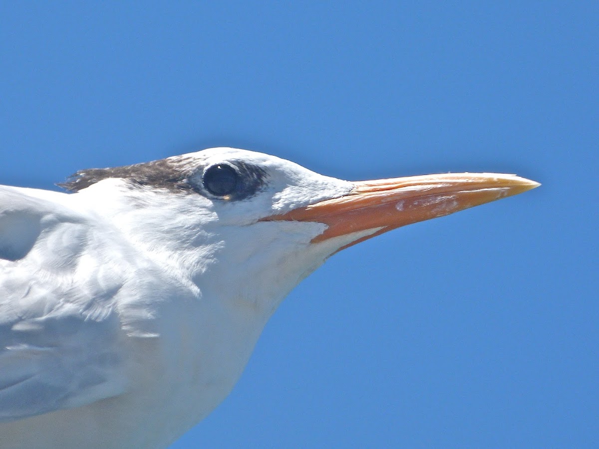Royal tern (non-breeding)