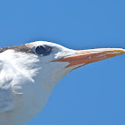 Royal tern (non-breeding)