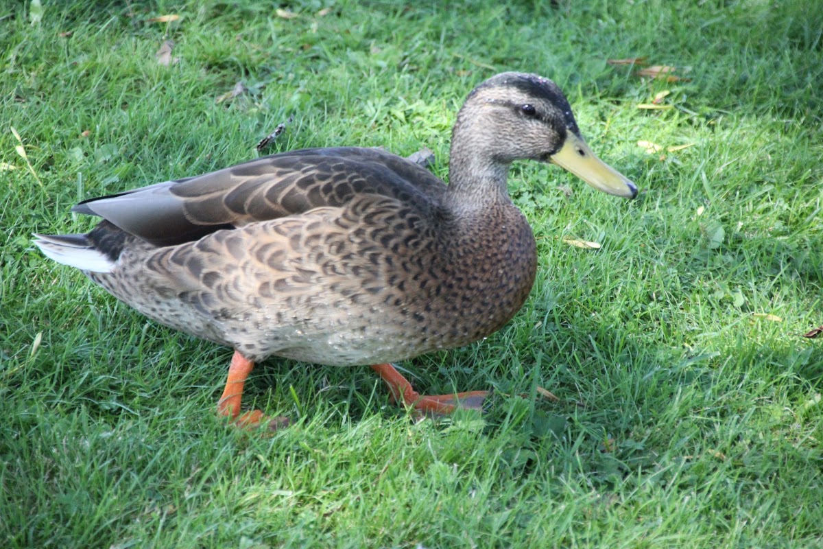 Mallard or Wild Duck