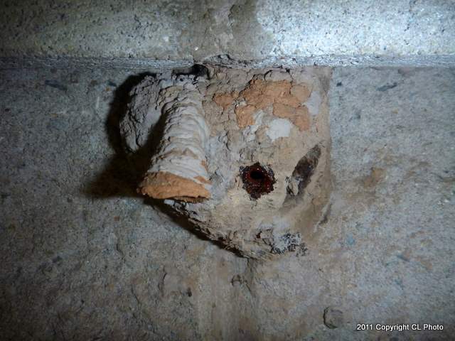 Mason Wasps Nest