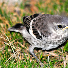 Mockingbird (baby)