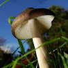 Deep Root mushroom