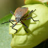 Bordered plant bug
