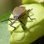 Bordered plant bug