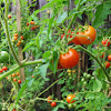 Cherry tomato/Paradižnik češnjevec