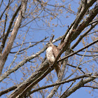 Red-tailed Hawk (juvenile)