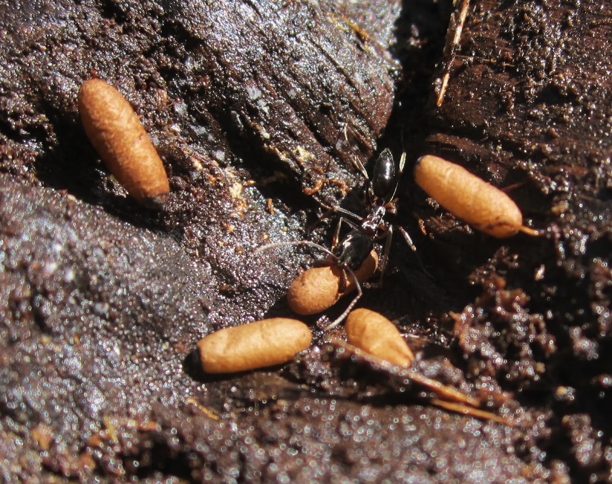 Trap Jaw Ant eggs