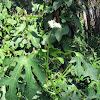 Tree Spinach / (Chaya Tree)