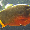 Red bellied piranha