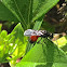 Velvet Ant ♂