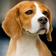 American Foxhound Wallpapers APK