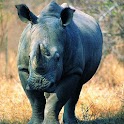 Animal Puzzle: kids