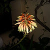 Flor de cactus. Aloe arborescens (Pulpo)