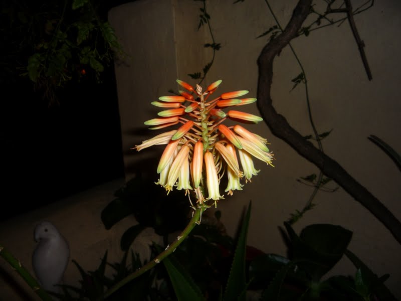 Flor de cactus. Aloe arborescens (Pulpo)
