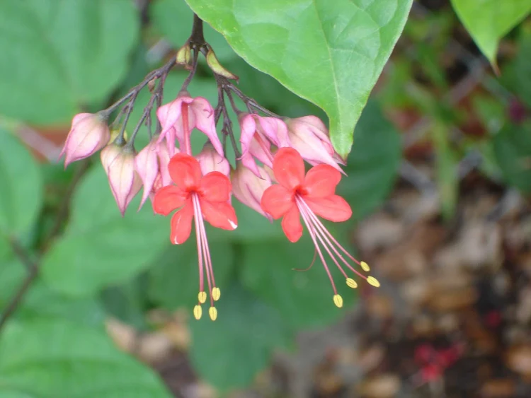 Flowers in Galveston, Texas.