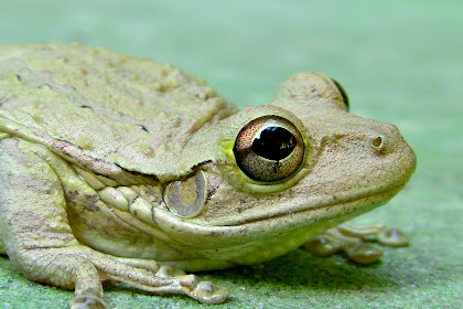 what do michigan tree frogs eat