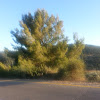 Pinus עץ האורן