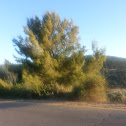 Pinus עץ האורן