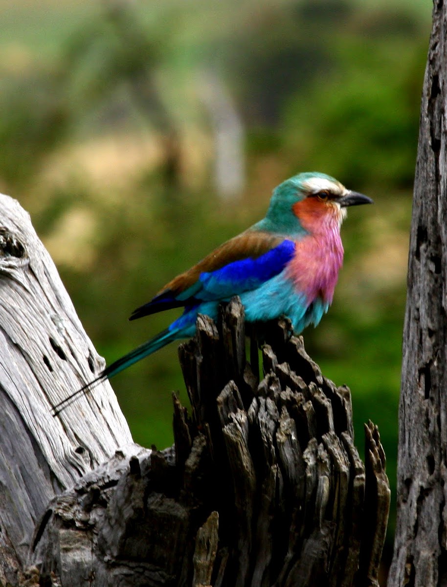 Lilac-Breasted Roller Bird