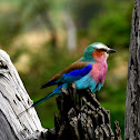 Lilac-Breasted Roller Bird