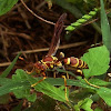 Common Paper Wasp