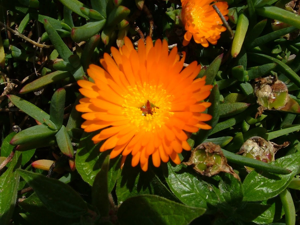  Orange Ice Plant