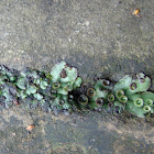 Lichen