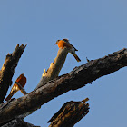 American Robin