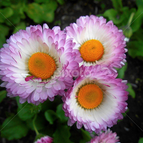 by Moroianu George - Flowers Flowers in the Wild