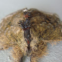 Peridea moth