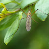 Crane fly