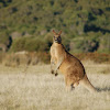 Eastern Grey (Forester's) Kangaroo