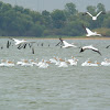 American White Pelican